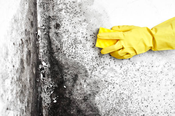 Best Mold Cleaning Services  in Basehor, KS