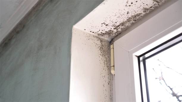 Best Emergency Mold Removal  in Basehor, KS