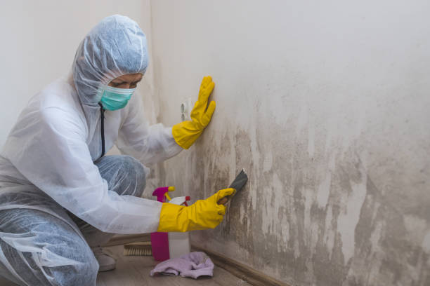 Mold Removal Process in Basehor, KS