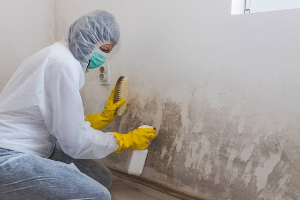 Best Home Mold Removal  in Basehor, KS