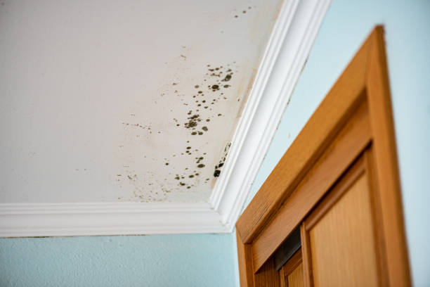 Mold Removal and Inspection in Basehor, KS