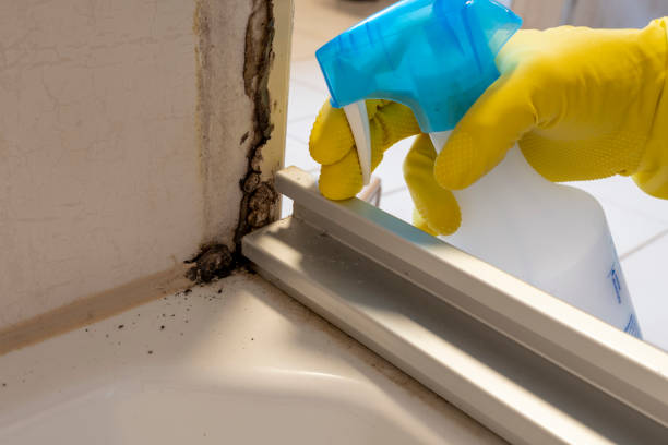 Best Toxic Mold Removal  in Basehor, KS