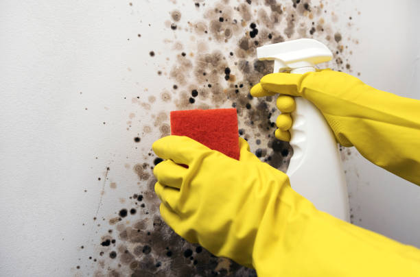 Certified Mold Removal in Basehor, KS