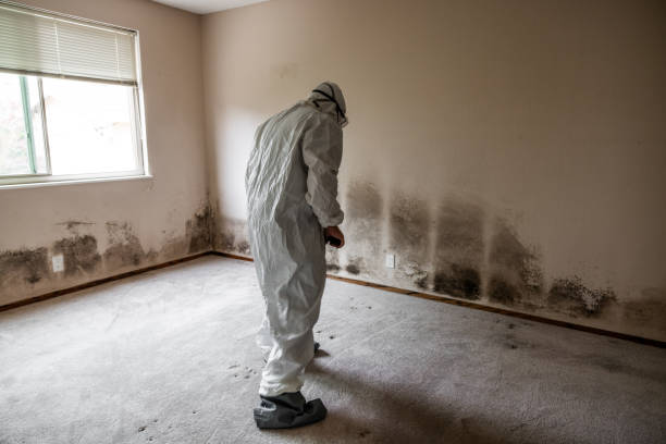 Best Black Mold Removal  in Basehor, KS