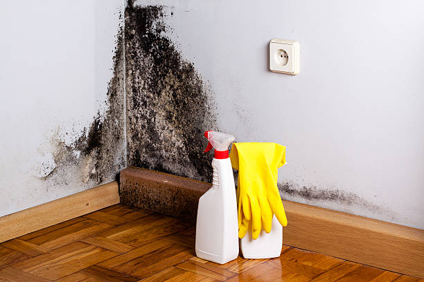 Best Crawl Space Mold Removal  in Basehor, KS