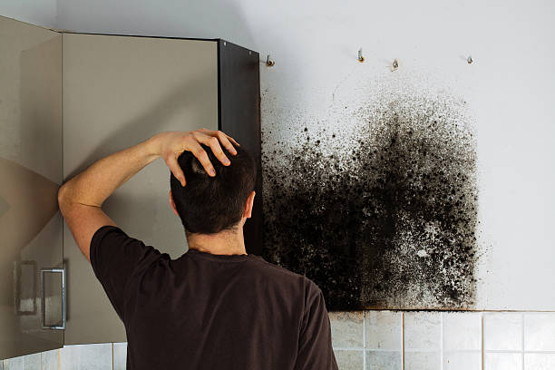 Best Mold Damage Repair  in Basehor, KS
