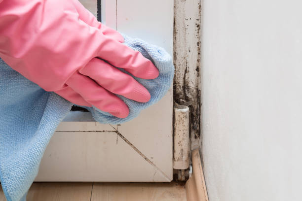Best Mold Remediation  in Basehor, KS